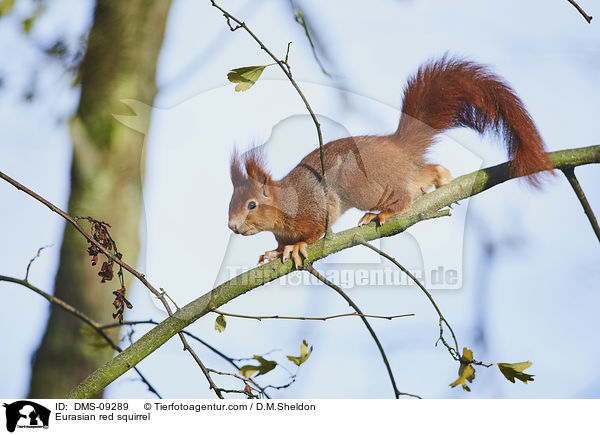 Europisches Eichhrnchen / Eurasian red squirrel / DMS-09289