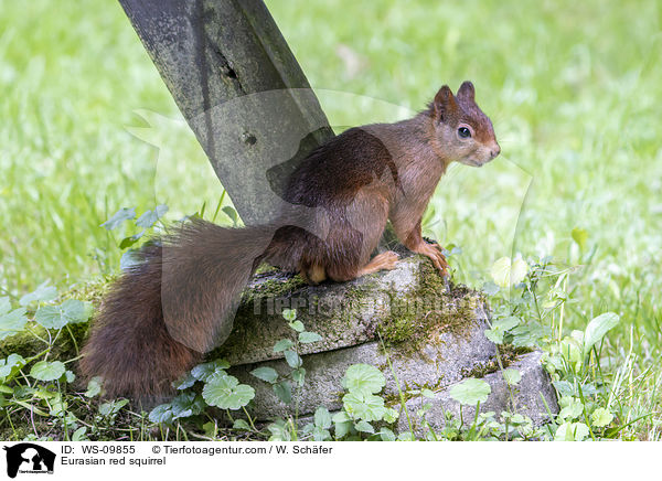 Europisches Eichhrnchen / Eurasian red squirrel / WS-09855