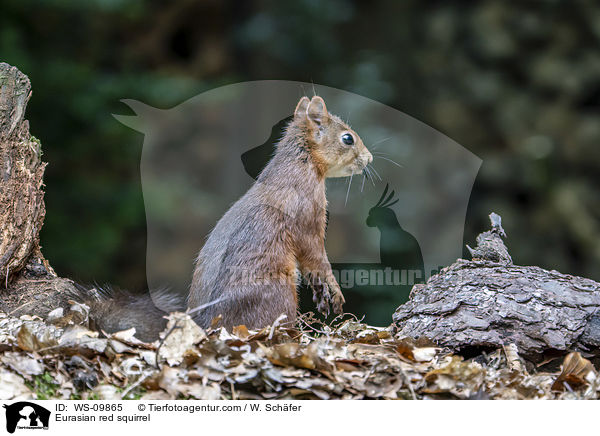 Europisches Eichhrnchen / Eurasian red squirrel / WS-09865