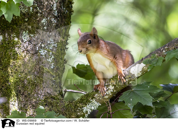 Europisches Eichhrnchen / Eurasian red squirrel / WS-09869