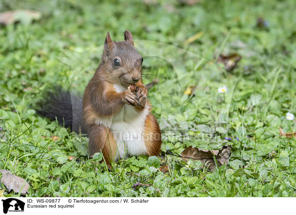 Europisches Eichhrnchen / Eurasian red squirrel / WS-09877