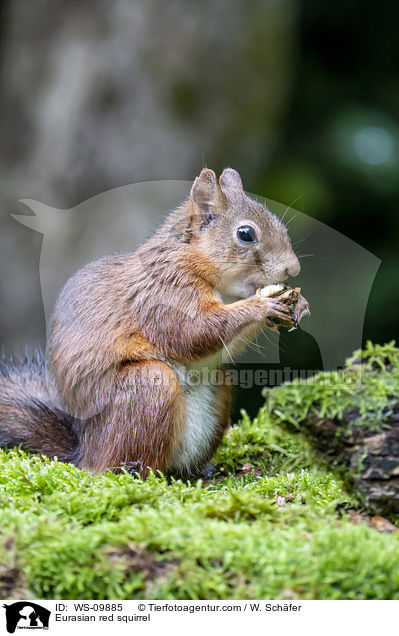 Europisches Eichhrnchen / Eurasian red squirrel / WS-09885
