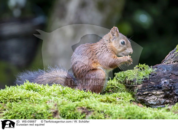 Europisches Eichhrnchen / Eurasian red squirrel / WS-09887