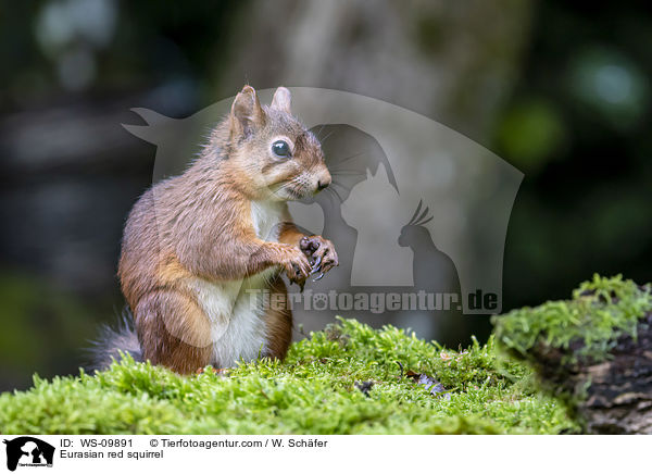 Europisches Eichhrnchen / Eurasian red squirrel / WS-09891
