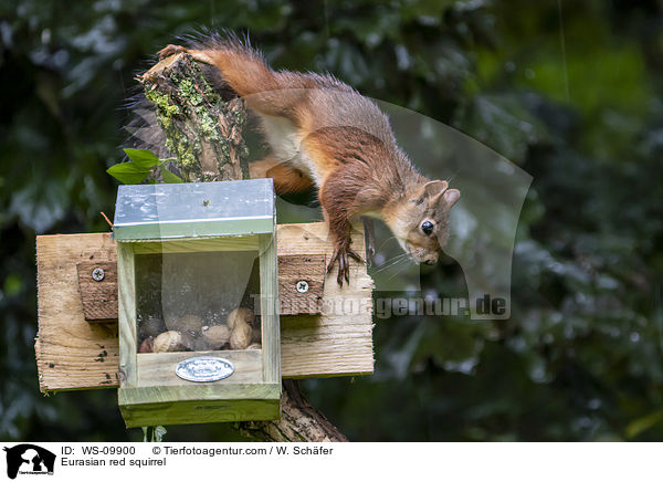 Eurasian red squirrel / WS-09900