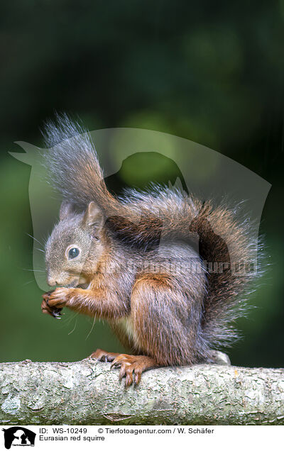 Europisches Eichhrnchen / Eurasian red squirre / WS-10249