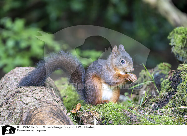 Eurasian red squirre / WS-10252