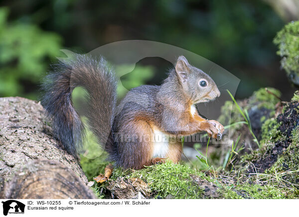 Eurasian red squirre / WS-10255