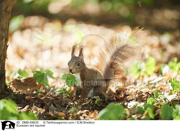 Europisches Eichhrnchen / Eurasian red squirrel / DMS-09635