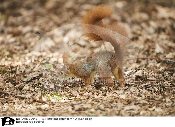 Europisches Eichhrnchen / Eurasian red squirrel / DMS-09647