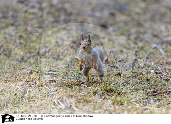 Europisches Eichhrnchen / Eurasian red squirrel / MBS-26270