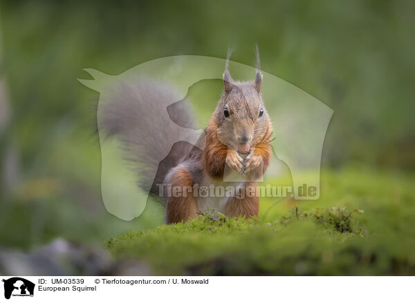 Europisches Eichhrnchen / European Squirrel / UM-03539