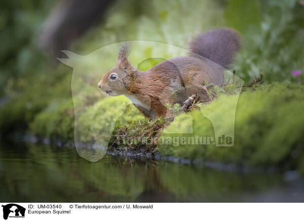 Europisches Eichhrnchen / European Squirrel / UM-03540