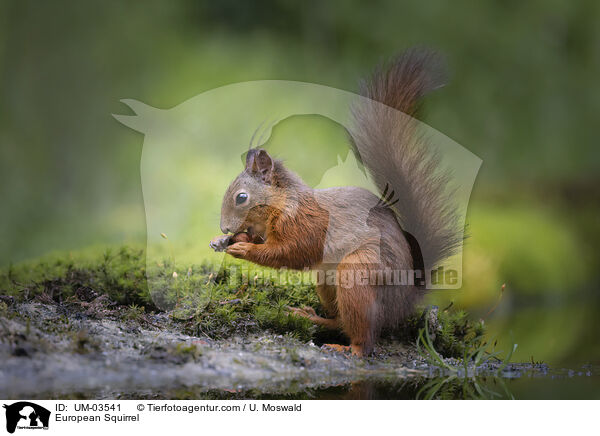 Europisches Eichhrnchen / European Squirrel / UM-03541