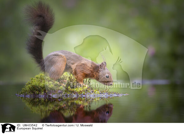 Europisches Eichhrnchen / European Squirrel / UM-03542