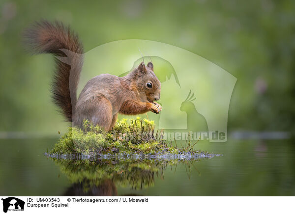 Europisches Eichhrnchen / European Squirrel / UM-03543