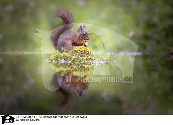 Europisches Eichhrnchen / European Squirrel / UM-03544