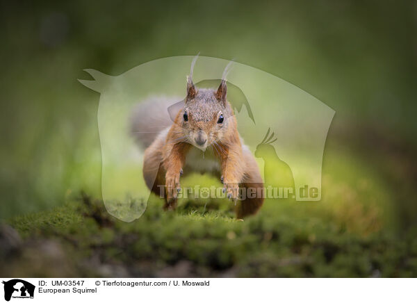 Europisches Eichhrnchen / European Squirrel / UM-03547