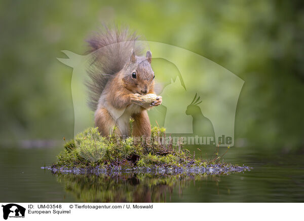 Europisches Eichhrnchen / European Squirrel / UM-03548