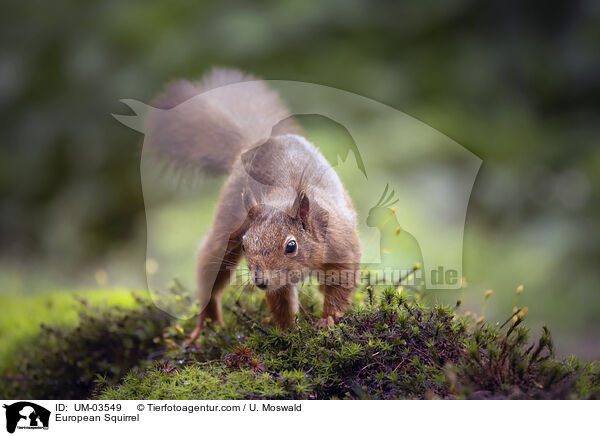 Europisches Eichhrnchen / European Squirrel / UM-03549