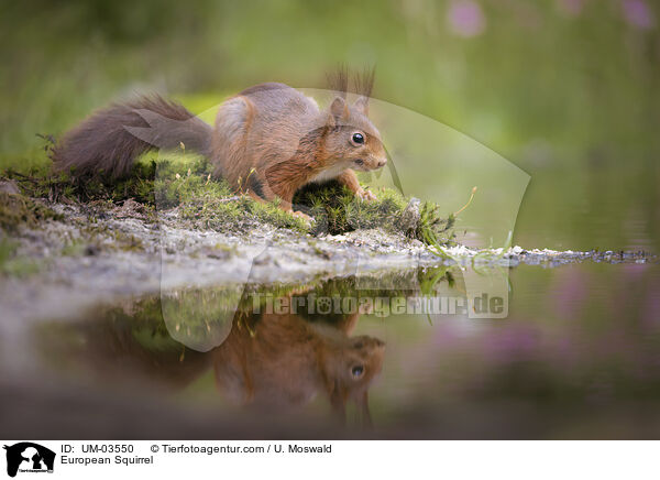 Europisches Eichhrnchen / European Squirrel / UM-03550