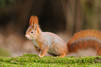 red squirrel