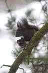 Eurasian red squirrel