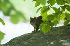 Eurasian red squirrel