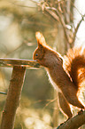 red squirrel