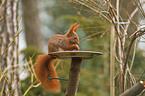 red squirrel