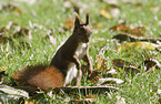 Eurasian red squirrel