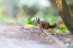 Eurasian red squirrel