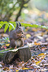 Eurasian red squirrel