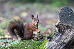 Eurasian red squirrel