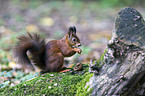 Eurasian red squirrel