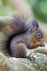 red squirrel