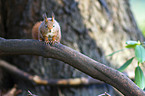 red squirrel