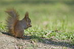 Eurasian red squirrel