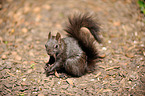 Eurasian red squirrel