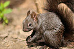 Eurasian red squirrel