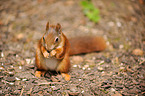 Eurasian red squirrel