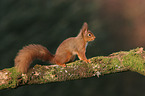 Eurasian red squirrel