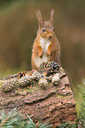 Eurasian red squirrel