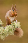 Eurasian red squirrel