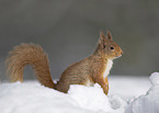 Eurasian red squirrel