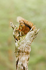 Eurasian red squirrel