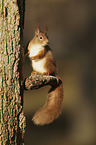 Eurasian red squirrel