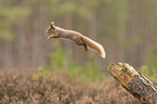 Eurasian red squirrel