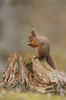 Eurasian red squirrel