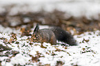 Eurasian red squirrel